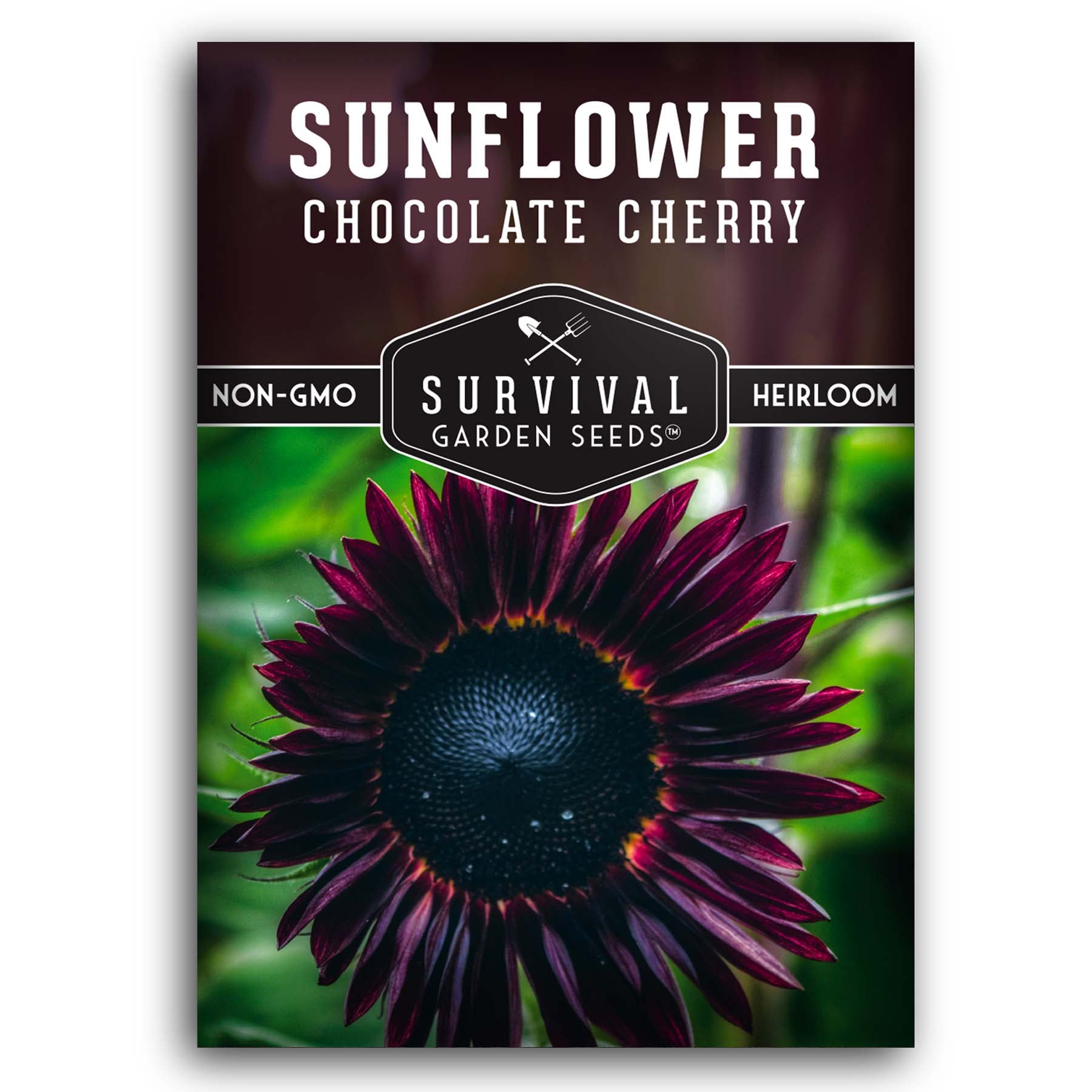 Chocolate Cherry Sunflower Seeds for planting