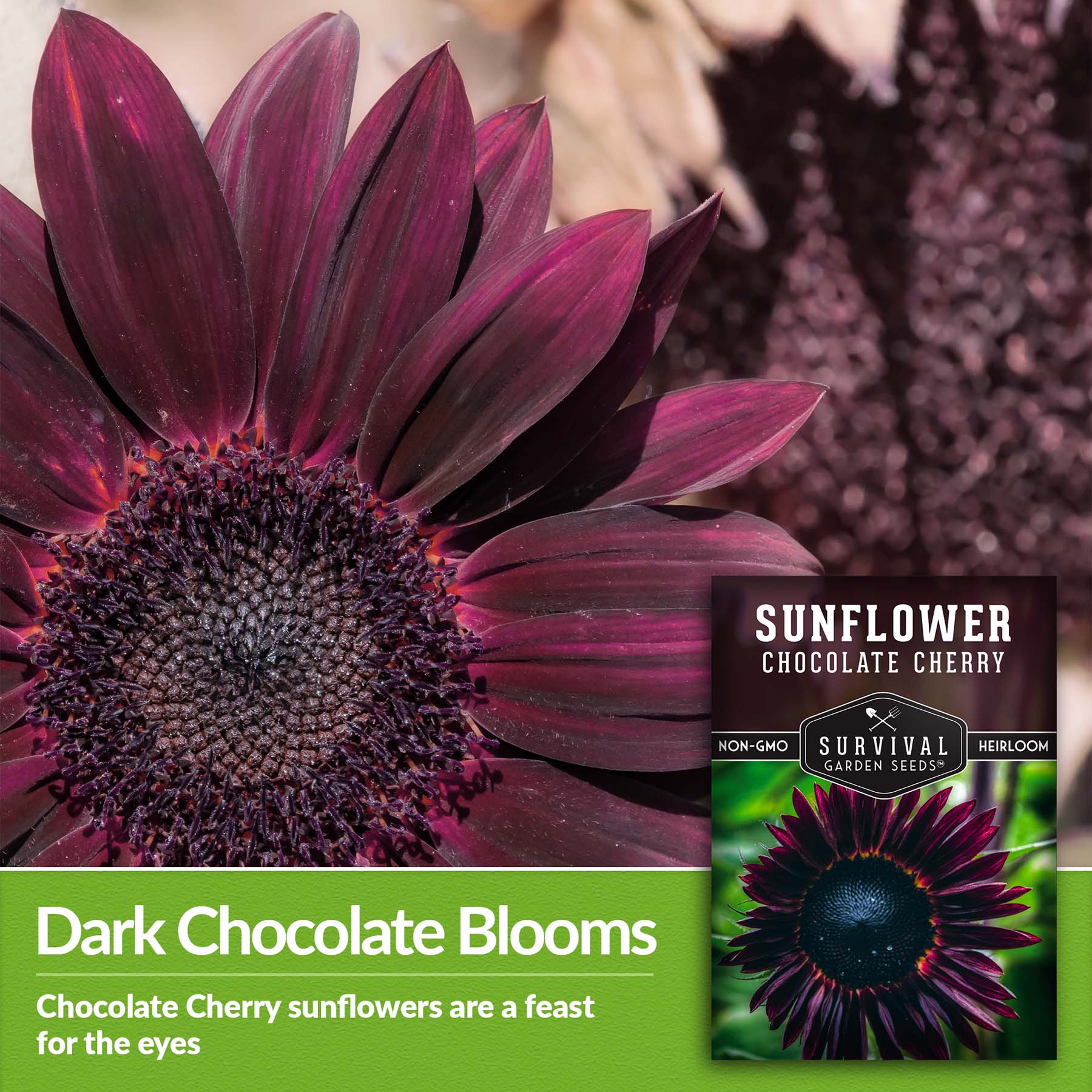 Chocolate Cherry Sunflower Seeds - 20 Non-GMO Seeds For Planting, Fresh