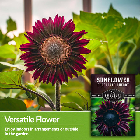 Chocolate Cherry Sunflowers can be enjoyed indoors in arrangements or outdoors in the garden