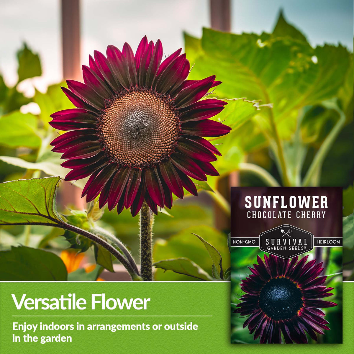 Chocolate Cherry Sunflowers can be enjoyed indoors in arrangements or outdoors in the garden
