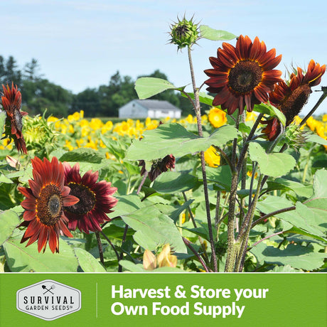 Harvest and store your own food supply