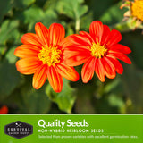 Quality non-hybrid heirloom sunflower seeds