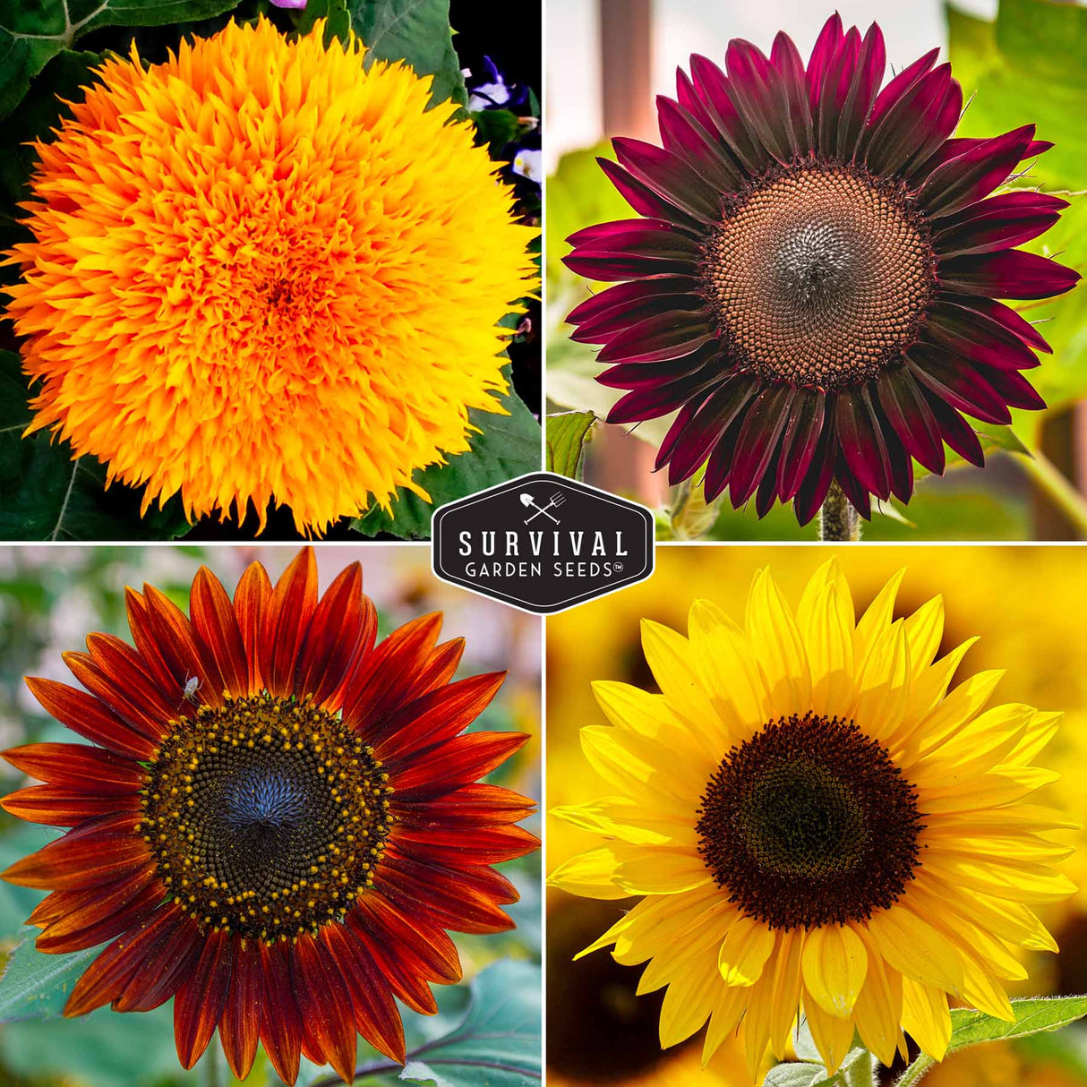 4 different color sunflower varieties