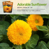 Dwarf Sungold Sunflower Seed