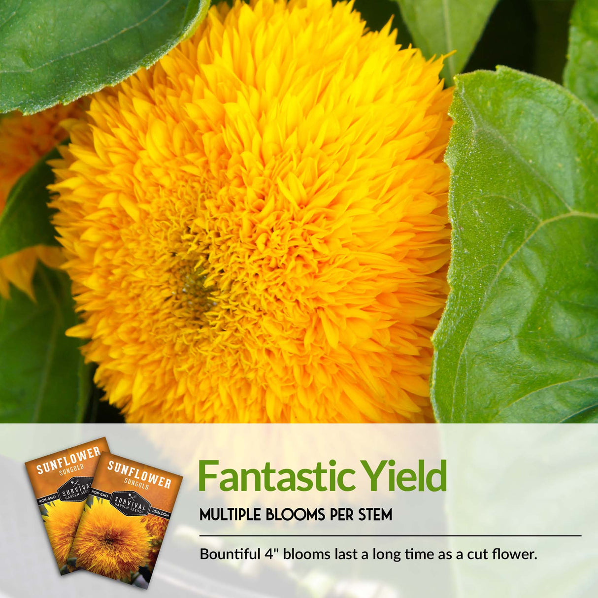 Dwarf Sungold Sunflower Seed