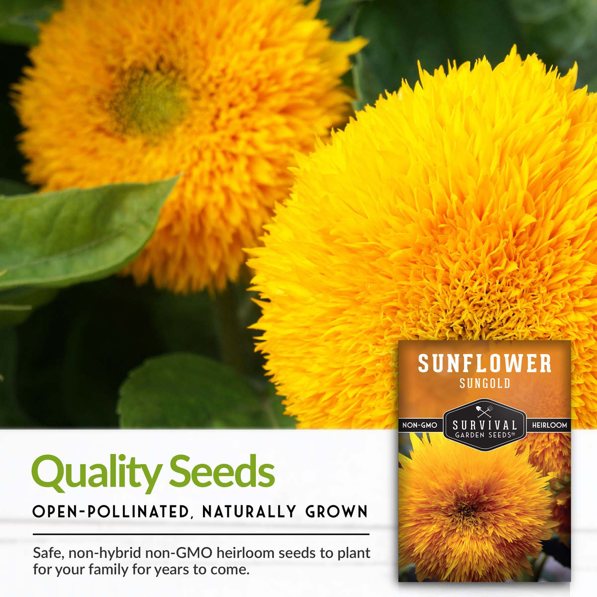 Dwarf Sungold Sunflower Seed