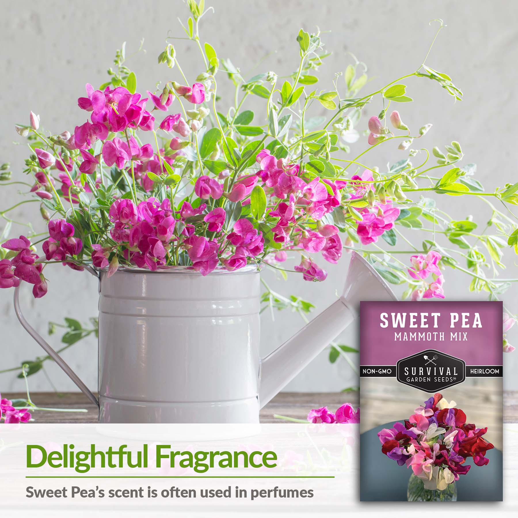 Mammoth Mix Sweet Pea Seeds - Thumbnail 3