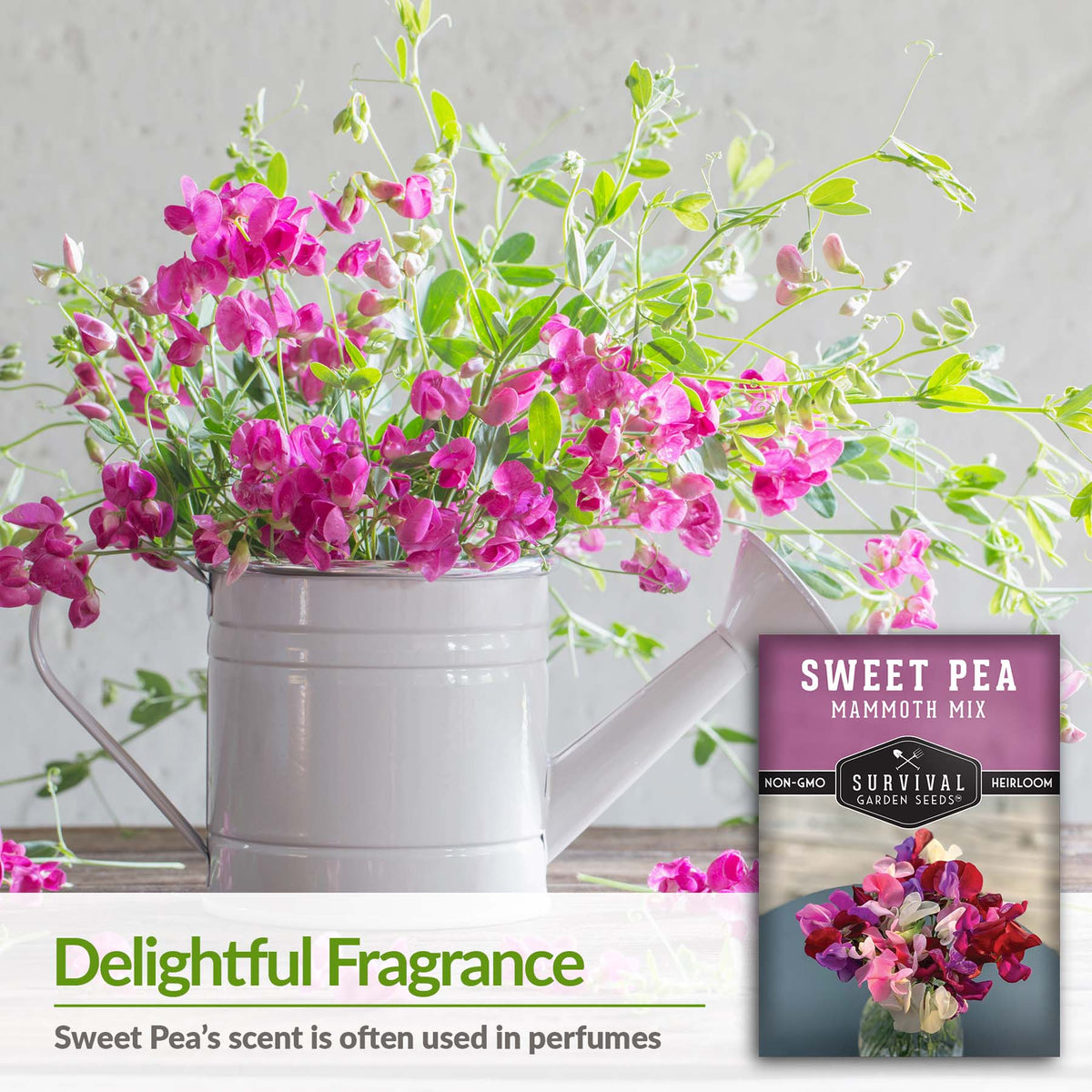 Sweet Pea flowers have a delightful fragrance