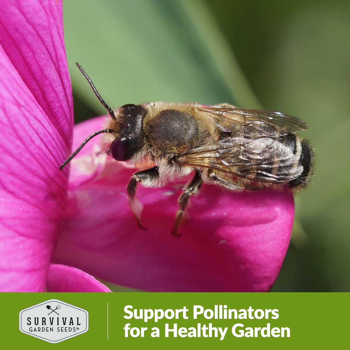 support pollinators for a healthy garden