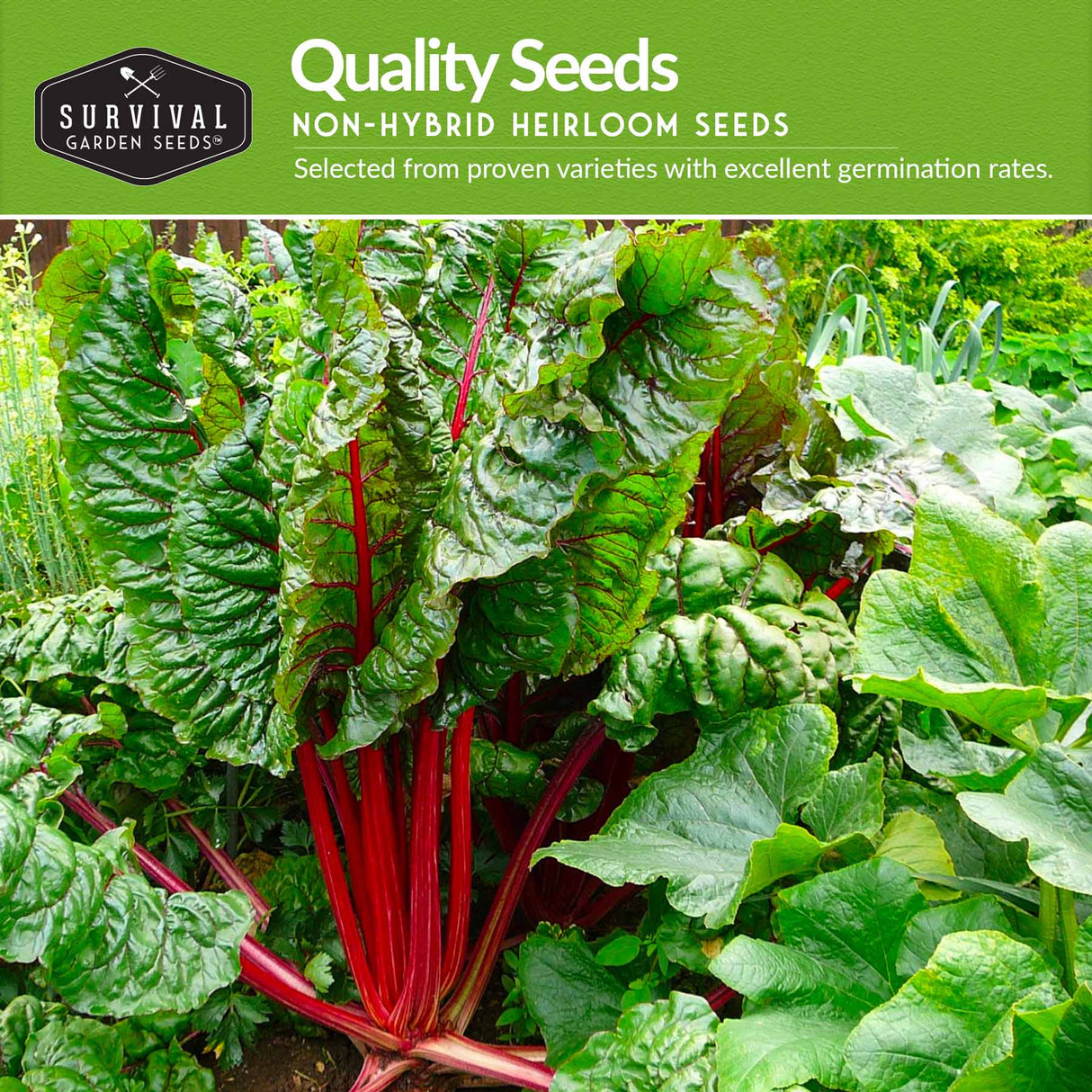 Swiss Chard Seed Collection - 3 Varieties – SurvivalGardenSeeds