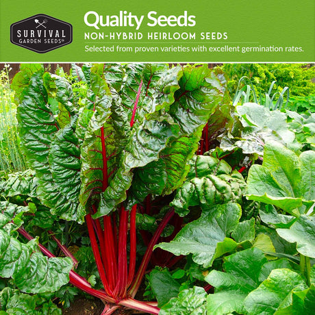 Quality seeds - non-hybrid heirloom swiss chard seeds