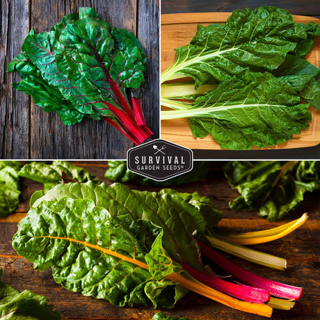 3 varieties of swiss chard