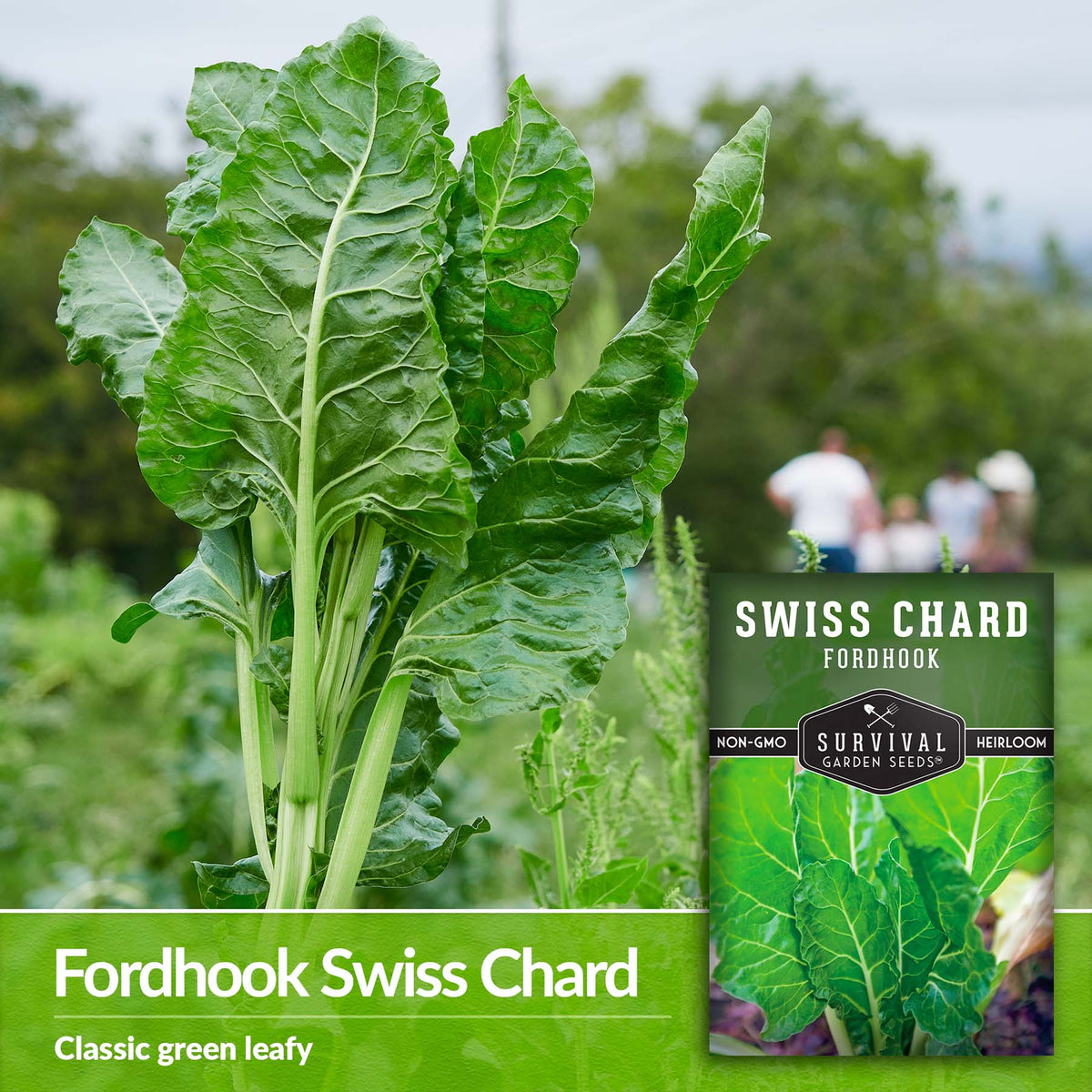 Fordhook Swish Chard is a classic green leafy veg