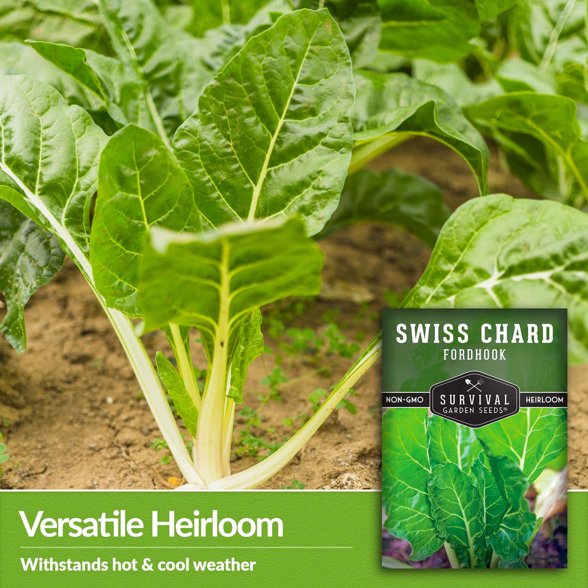 Fordhook Swiss Chard is a versatile heirloom that withstands hot and cool weather