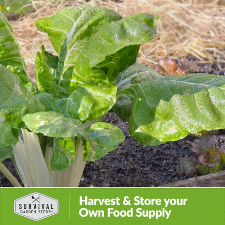 Harvest and store your own food supply