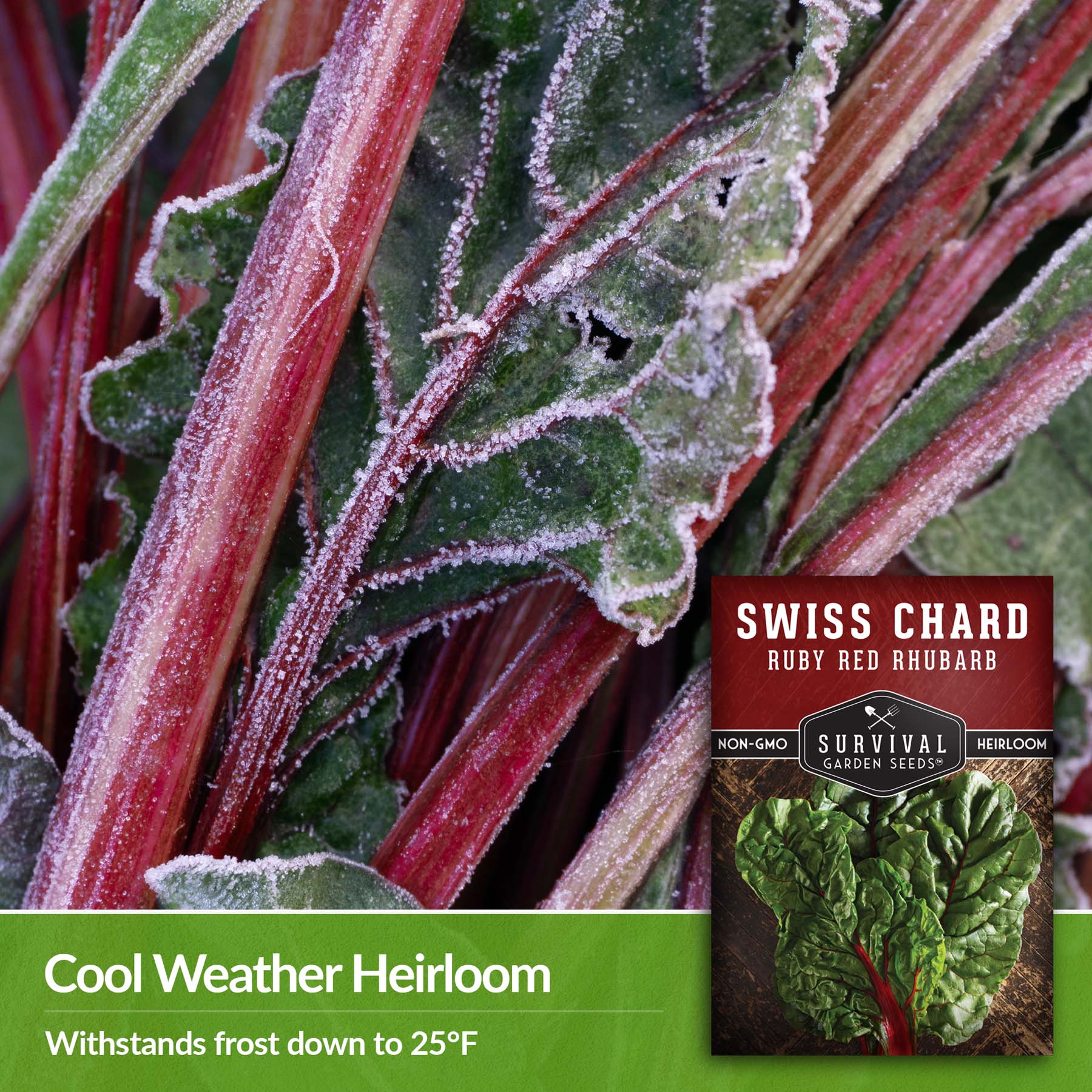 Ruby Red Rhubarb Swiss Chard Seeds - SurvivalGardenSeeds
