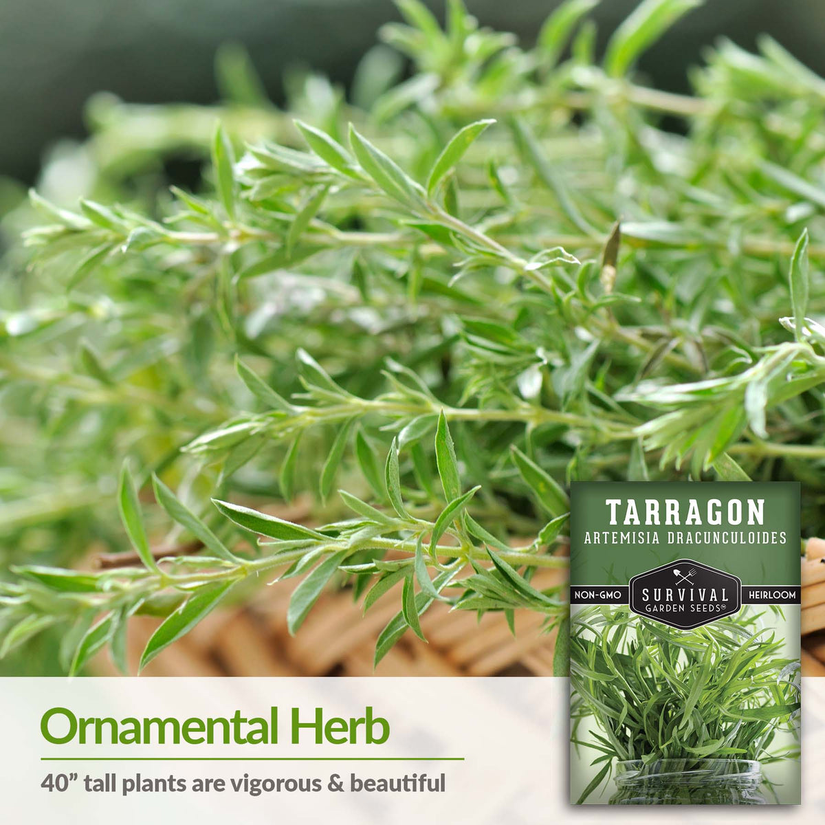 Tarragon is a beautiful ornamental herb