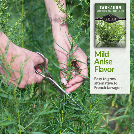 Tarragon has a mild anise flavor