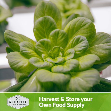 Harvest and store your own food supply