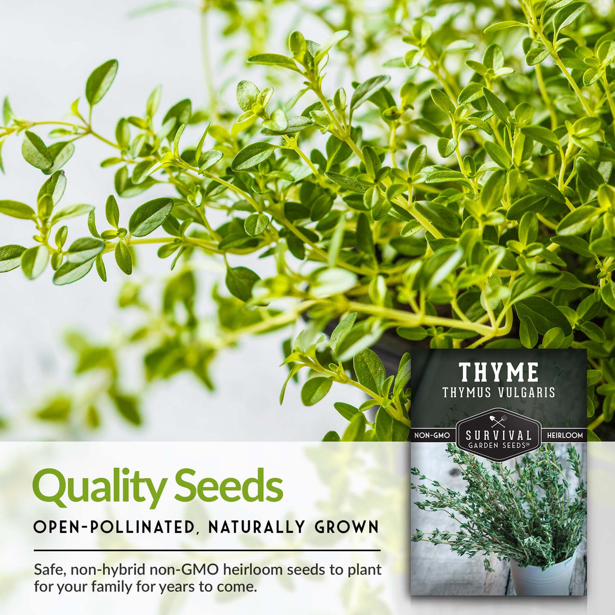 Thyme Seed