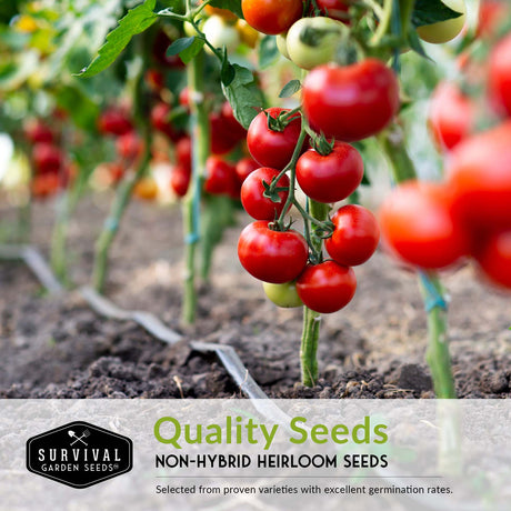 Non-Hybrid Heirloom Tomato Seeds