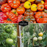 Heirloom tomatoes