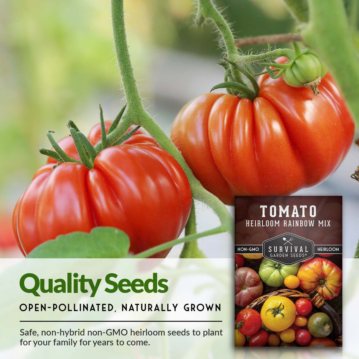 Heirloom tomato seeds are open pollinated and high quality