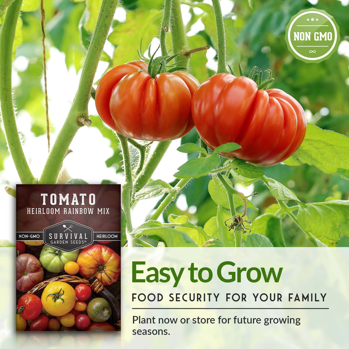 tomatoes are easy to grow