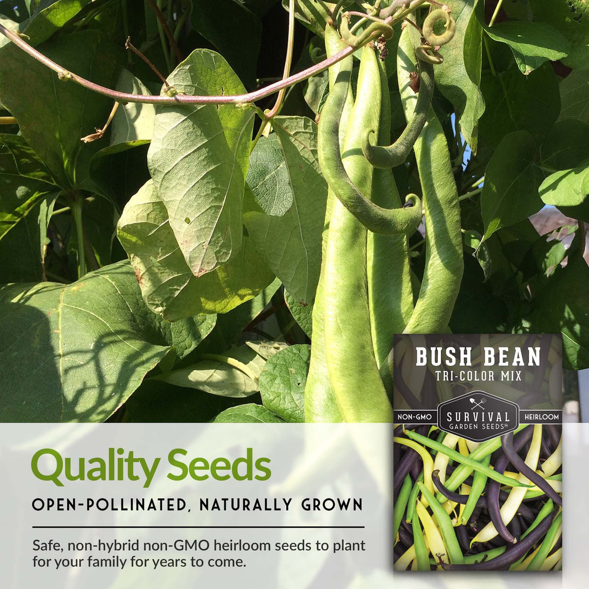 Tri-Color Mix Bush Bean Seed