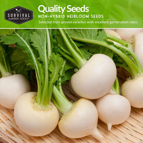 Quality Non-hybrid heirloom turnip seeds