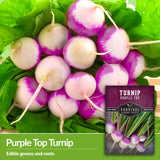 Purple top turnips have edible greens and roots