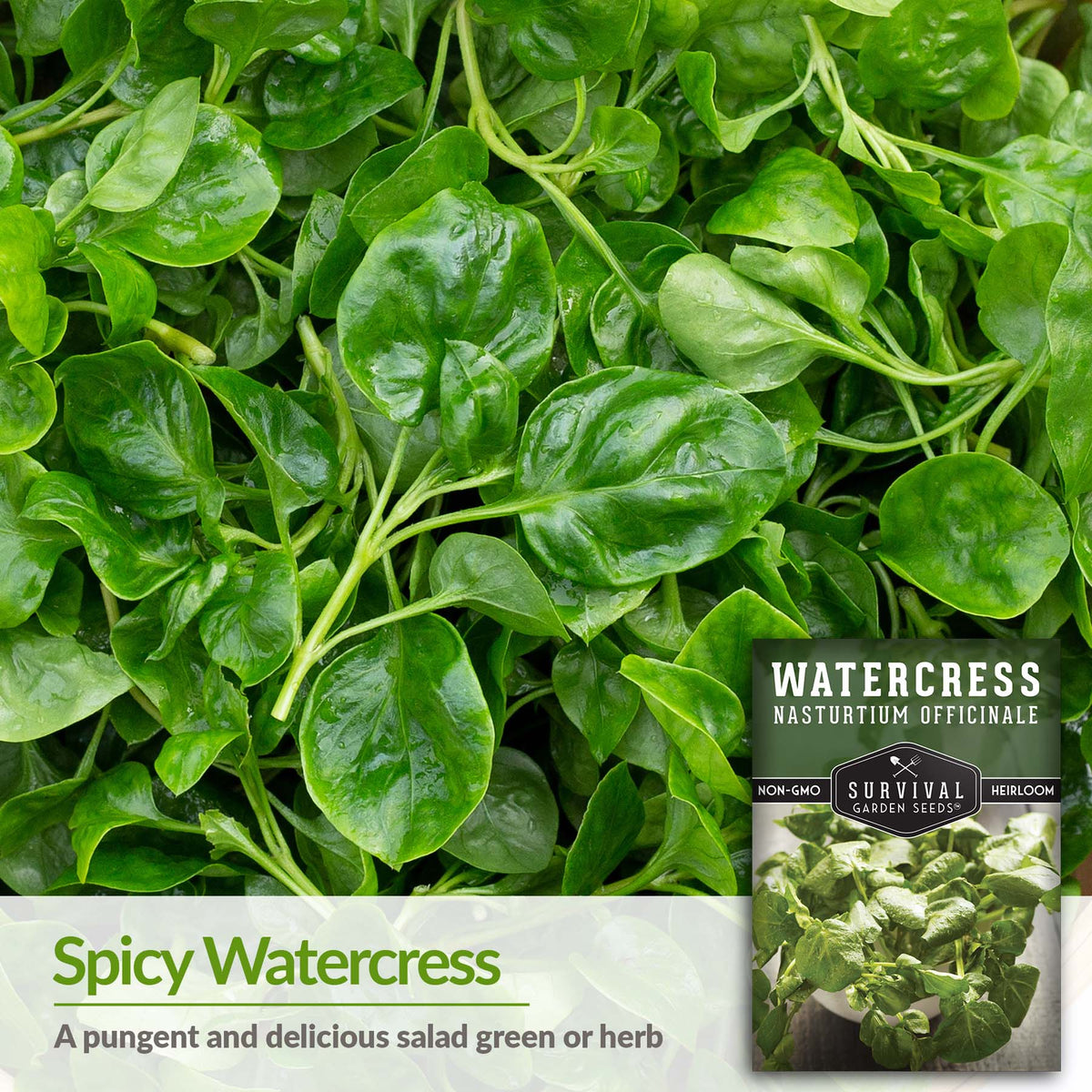 Spicy watercress is delicious in a salad
