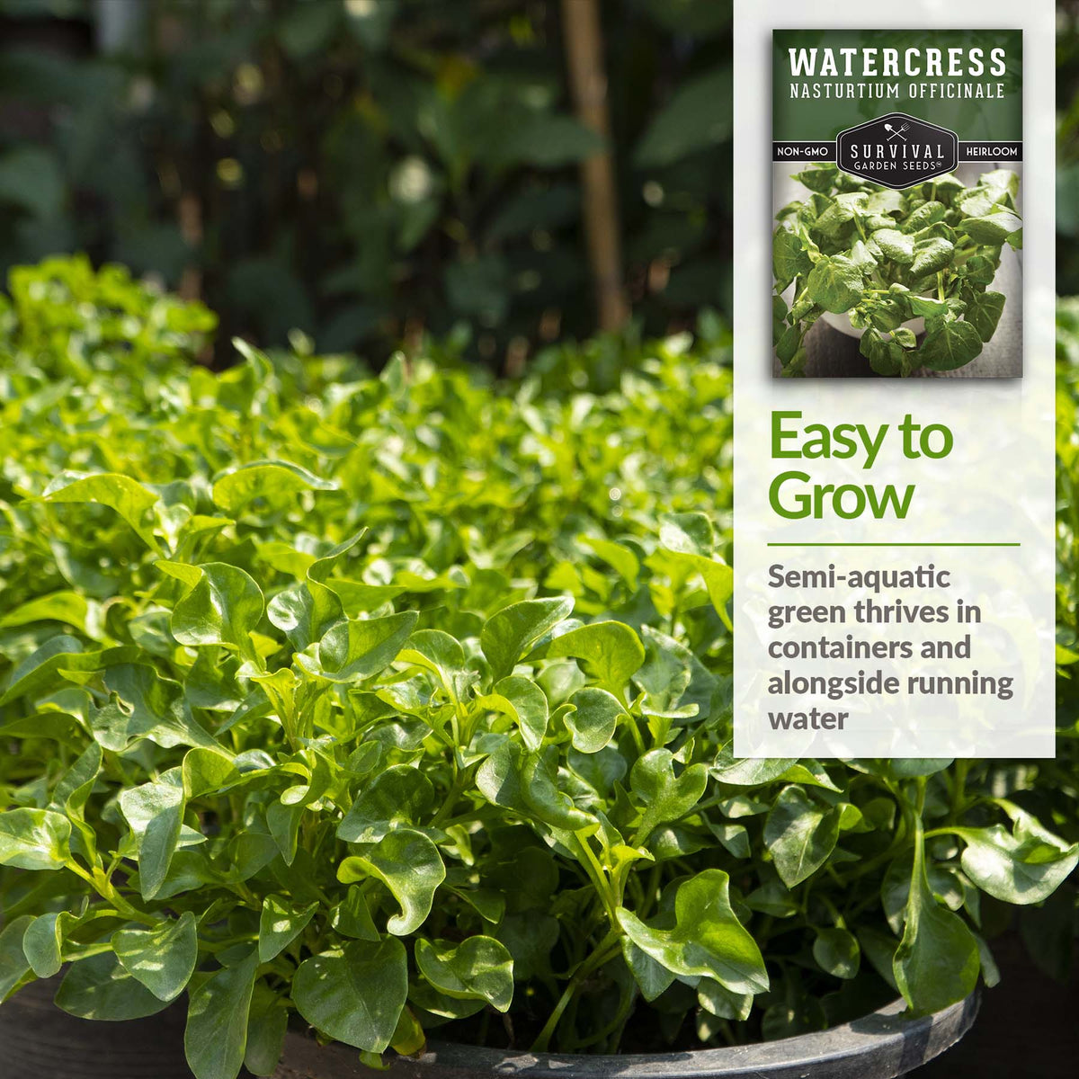 Watercress thrives in containers and alongside running water