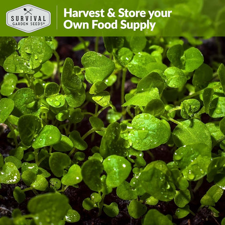 Harvest and store your own food supply