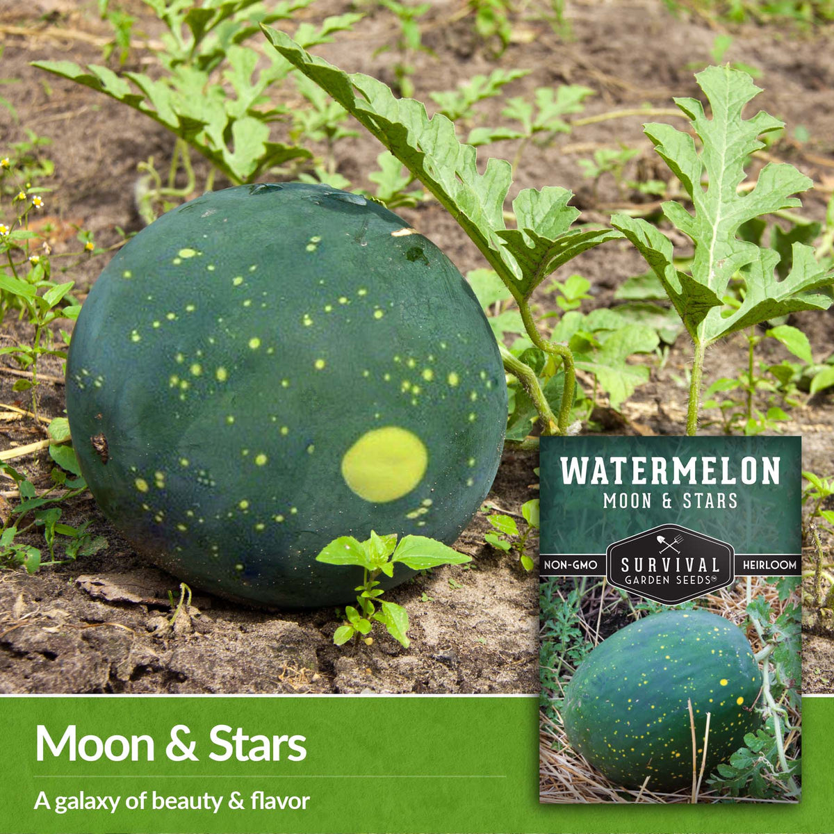Moon and Stars watermelon