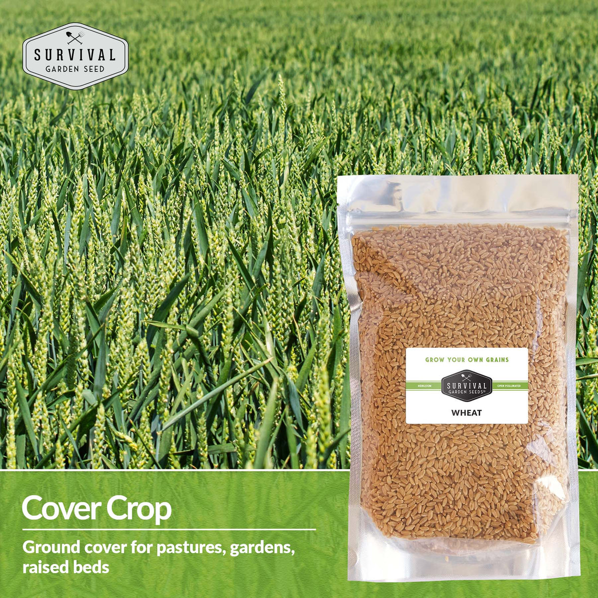 Wheat is a cover crop good for pastures, gardens and raised beds