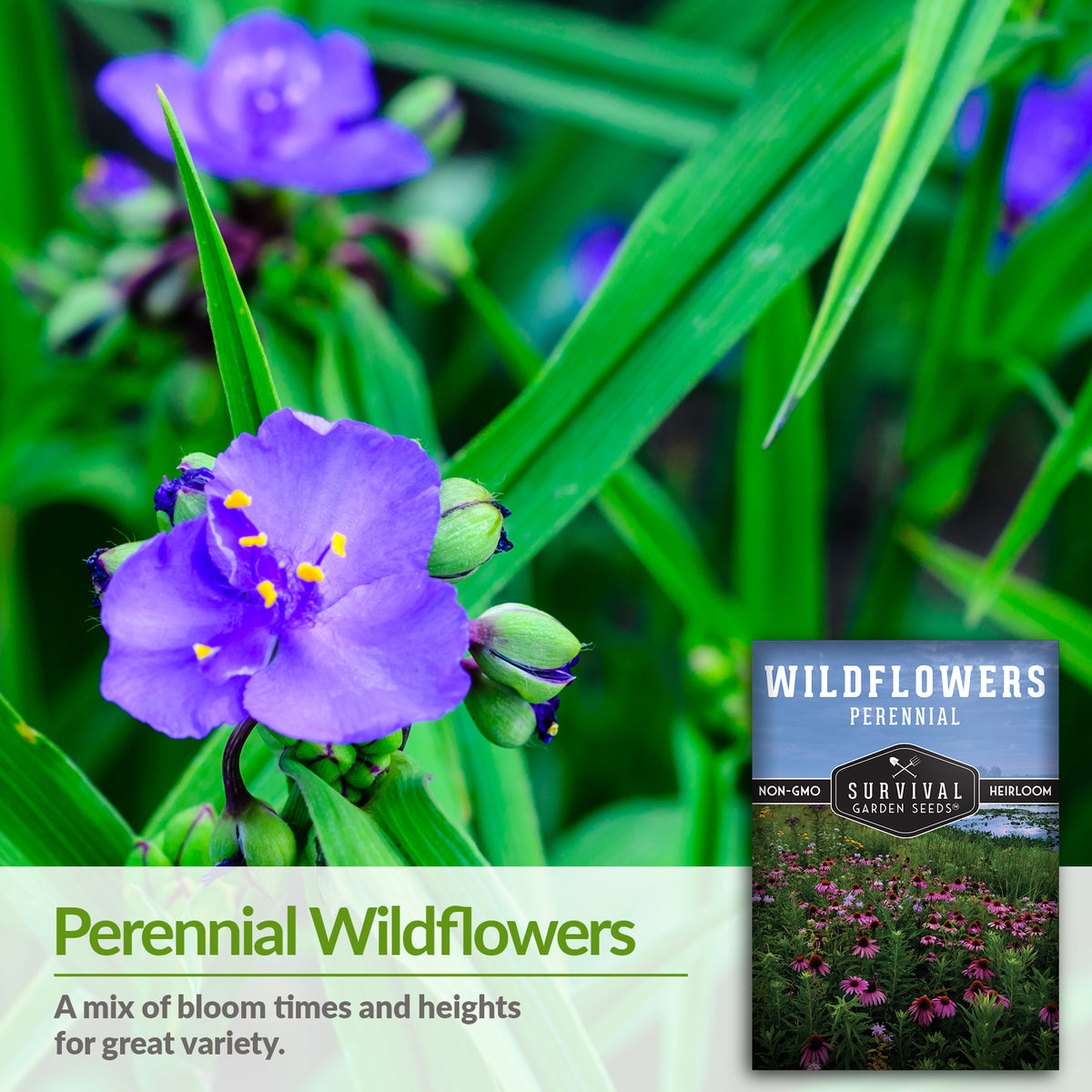 Perennial Wildflower Seed