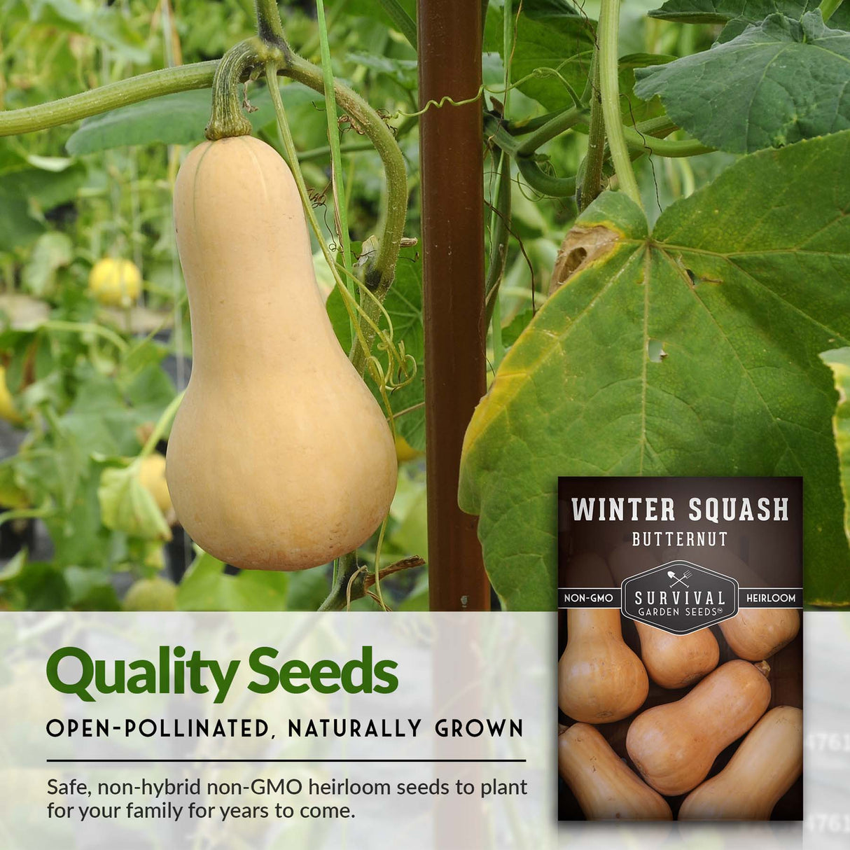 Open pollinated quality butternut squash seeds
