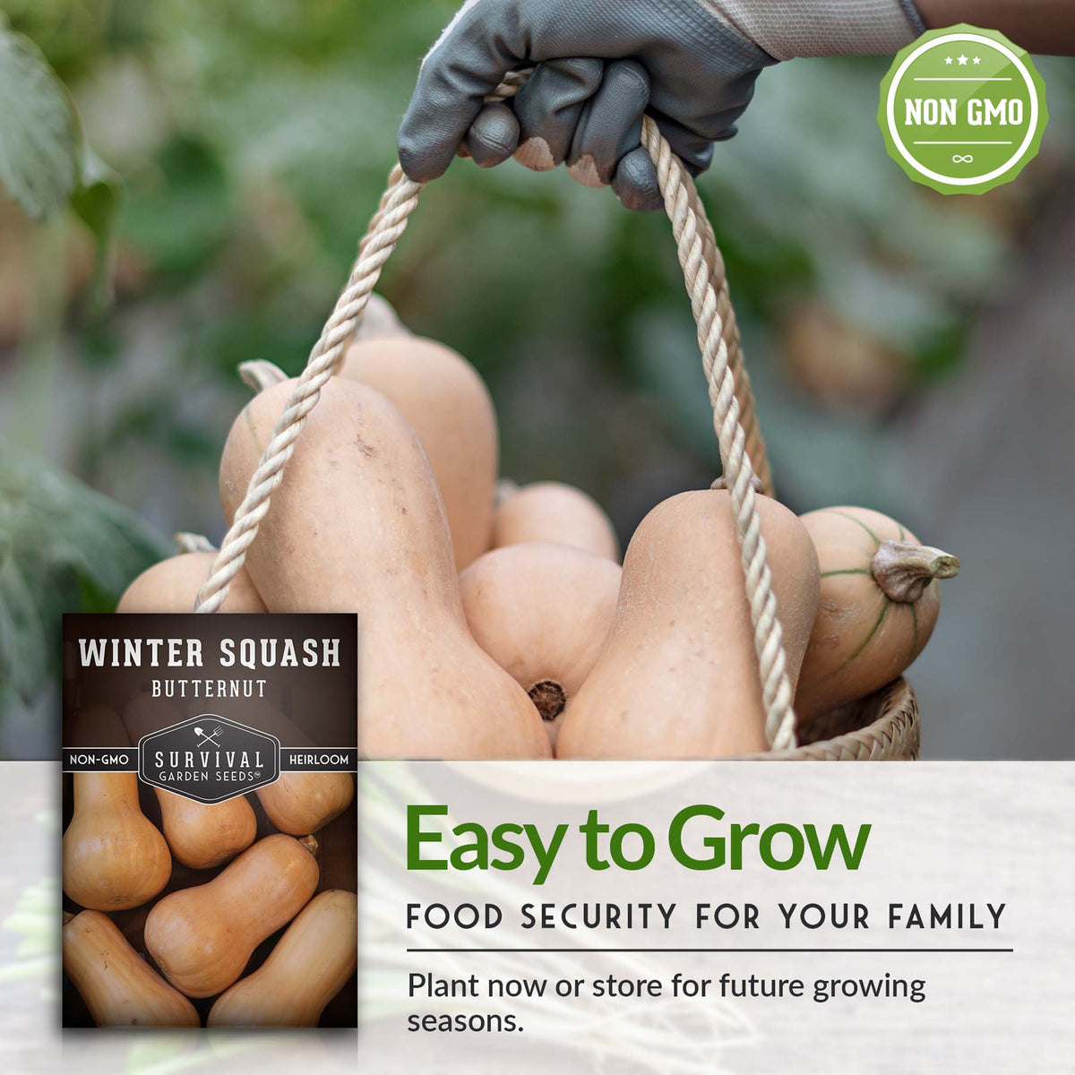 Butternut squash is easy to grow