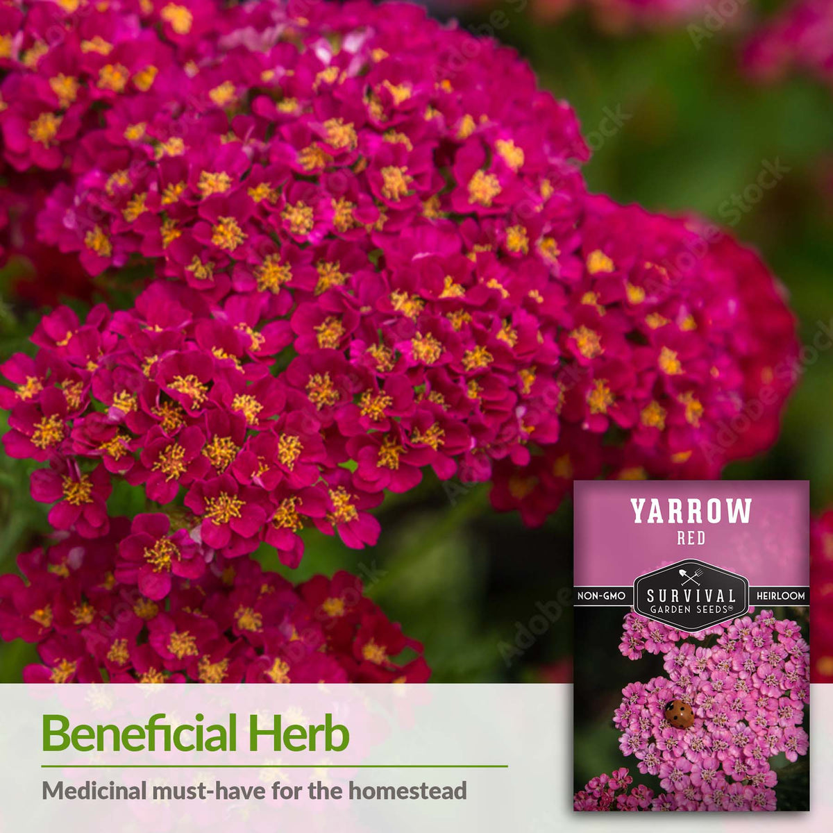 Red Yarrow is a beneficial medicinal herb