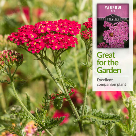 Yarrow is an excellent companion plant