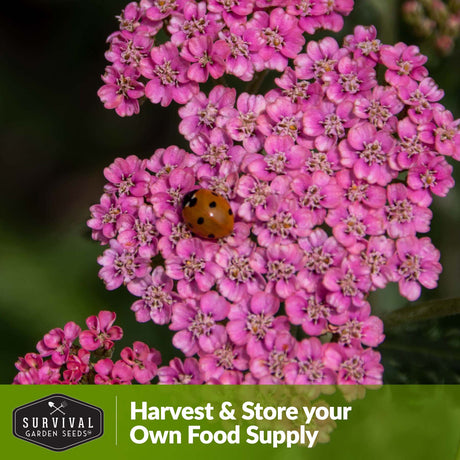 Harvest and store your own food supply