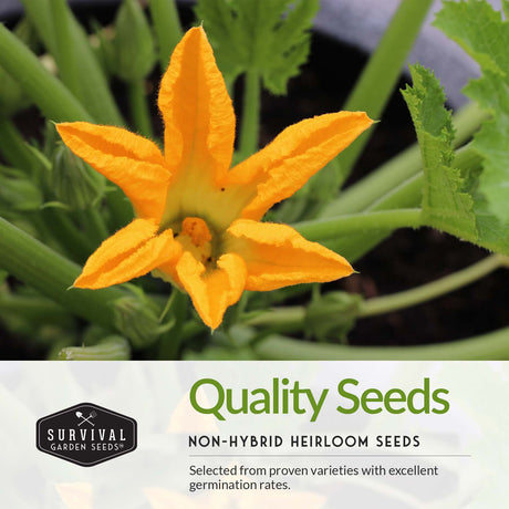 Quality heirloom vegetable seeds