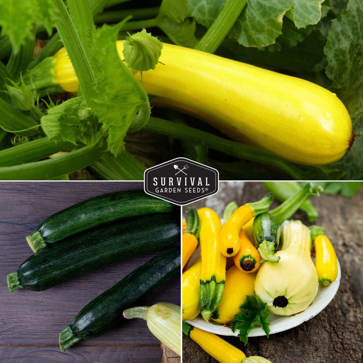 Squash and Zucchini